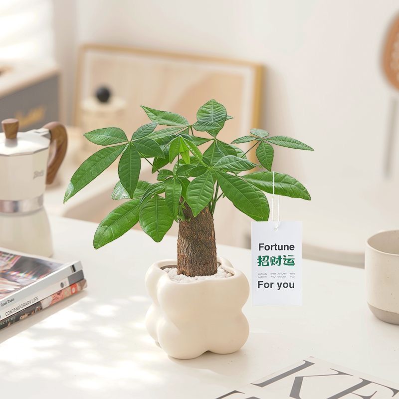 发财树盆栽吸甲醛净化空气桌面好养四季常青北欧解压室内懒人绿植