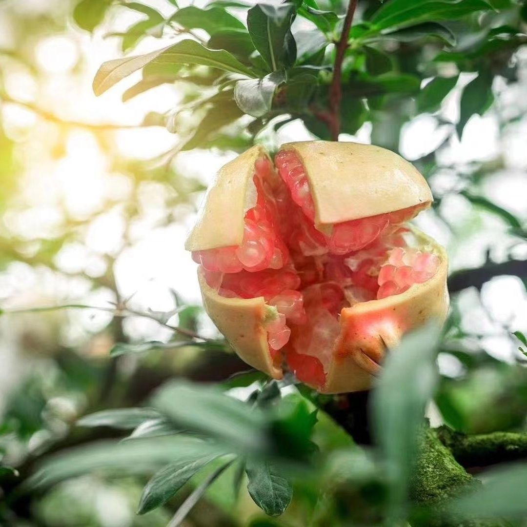 云南蒙自甜石榴水果新鲜现摘正宗整箱应季孕妇薄皮爆汁当季一整箱