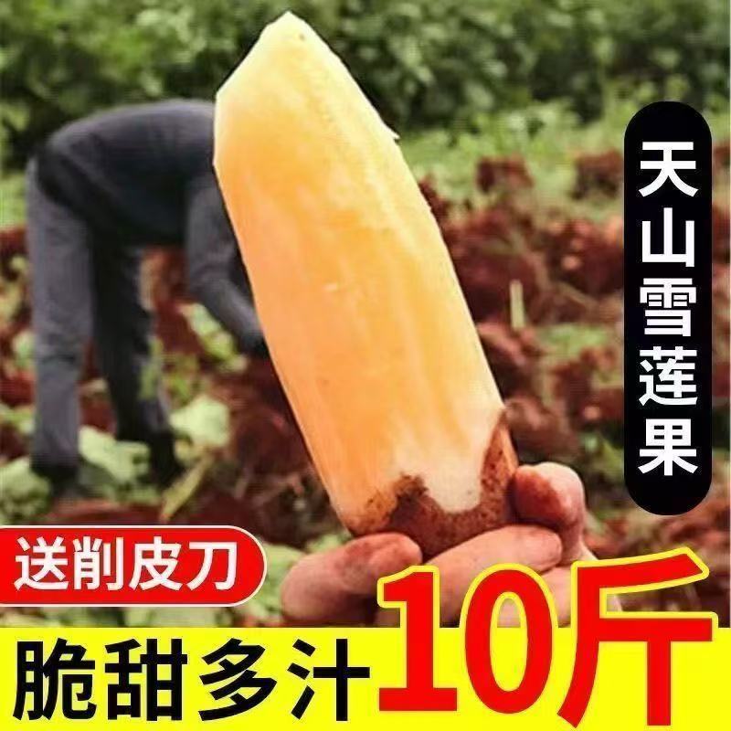 【爆甜】云南天山雪莲果红心特级新鲜水果头茬超脆甜整箱批发价