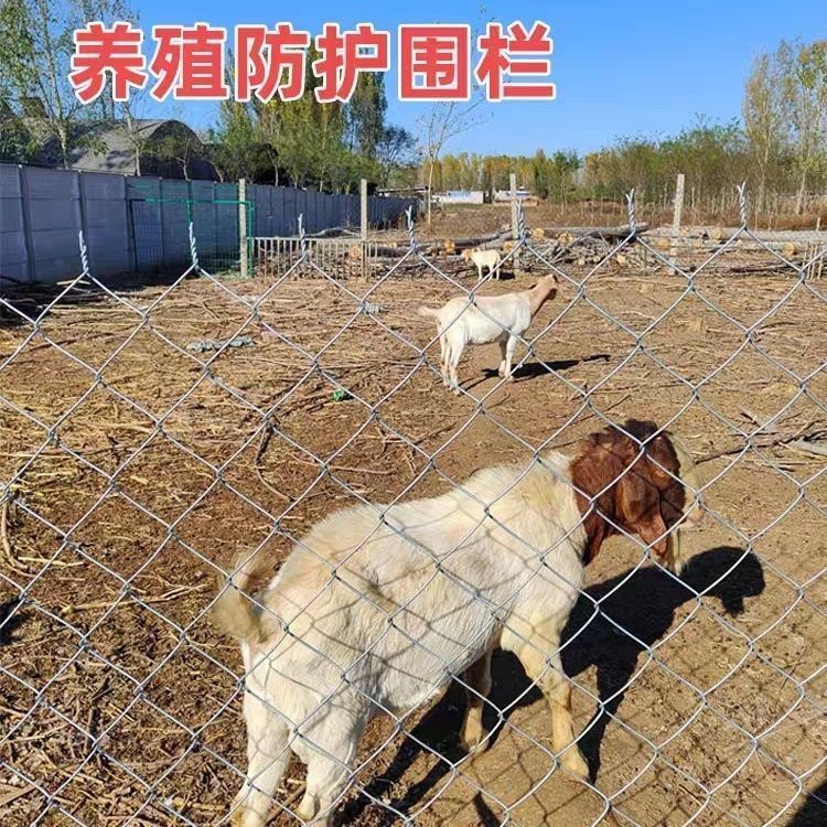热镀锌铁丝网围栏网护栏网防护钢丝网圈果园菜地养鸡拦牛羊养殖网 图片 2