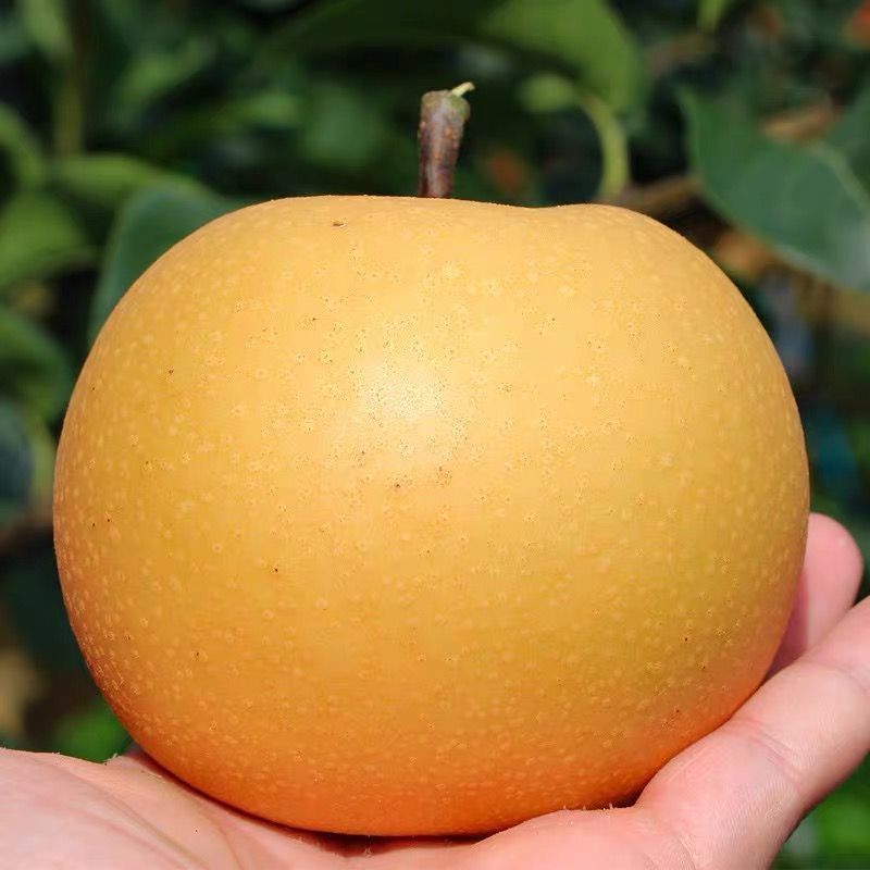 【爆甜】正宗莱阳秋月梨特级新鲜脆甜薄皮超甜冰糖梨子整箱秋月梨