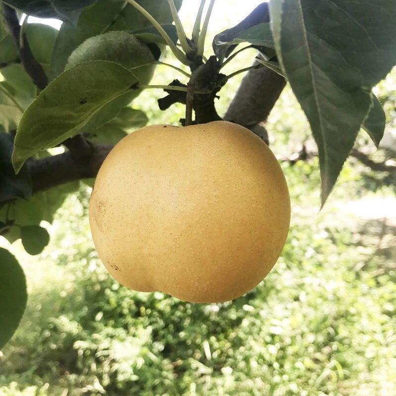 【爆甜】正宗莱阳秋月梨特级新鲜脆甜薄皮超甜冰糖梨子整箱秋月梨