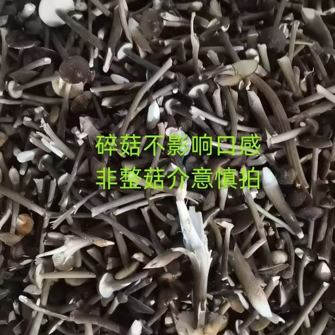 包邮新鲜黑皮鸡枞菌商用普菇碎菇价格便宜鸡枞菌煲汤炖肉