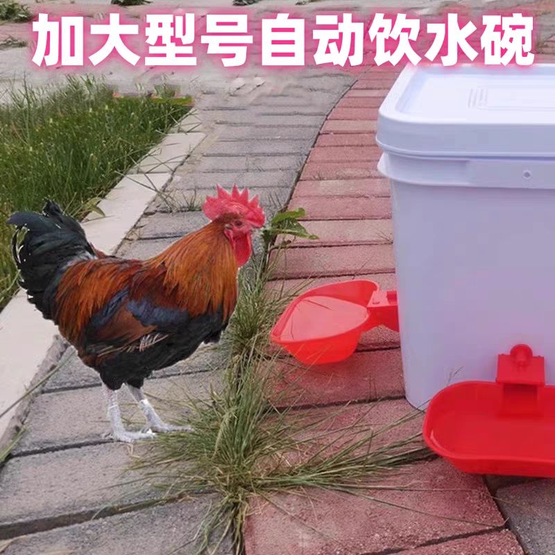 加厚加大饮水碗鸡鸭鹅鸽子饮水碗宠物猫咪狗狗可用大号饮水碗
