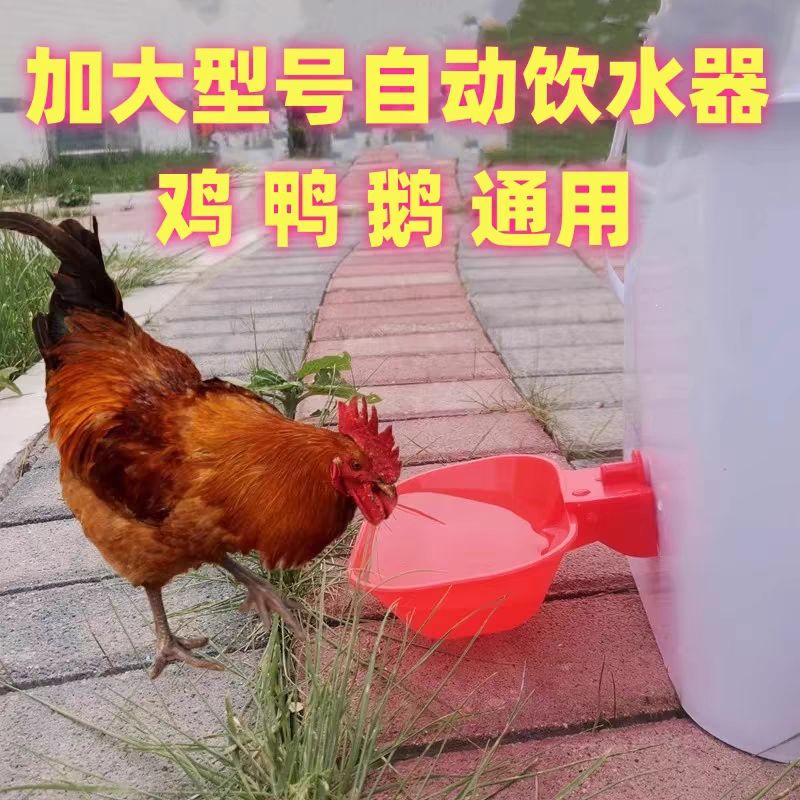 特大号鸡鸭鹅自动饮水碗喂水器加大加厚宠物猫狗兔鸽喂水器鸡喝水