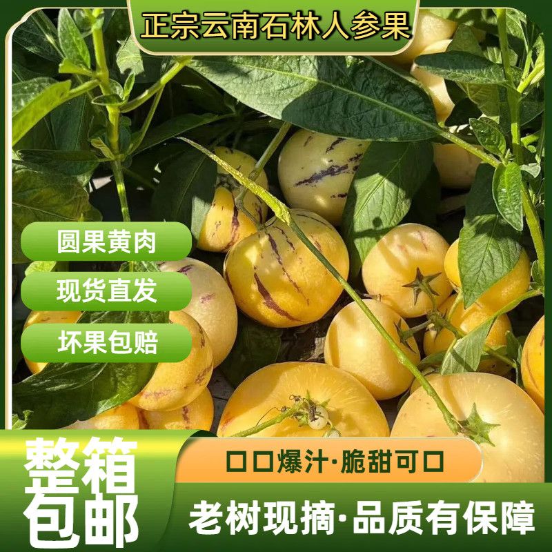 云南石林人参果树上黄肉圆果正宗人参果大果应季新鲜水果孕妇适用