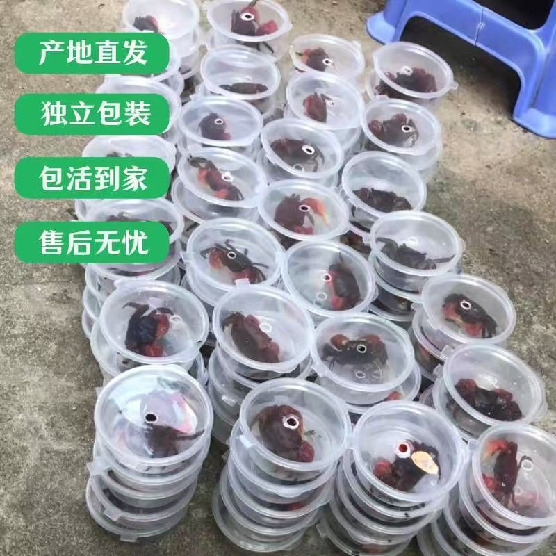 相手蟹淡水小朋友鱼缸批发辣椒蟹将军蟹清理小动物可爱摆摊 图片 8
