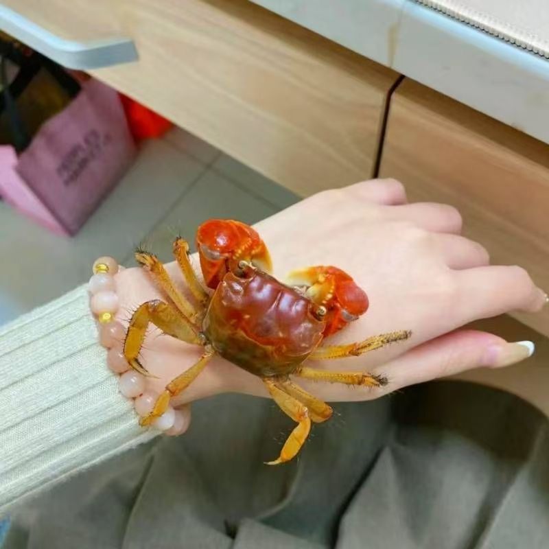 相手蟹淡水小朋友鱼缸批发辣椒蟹将军蟹清理小动物可爱摆摊 图片 10
