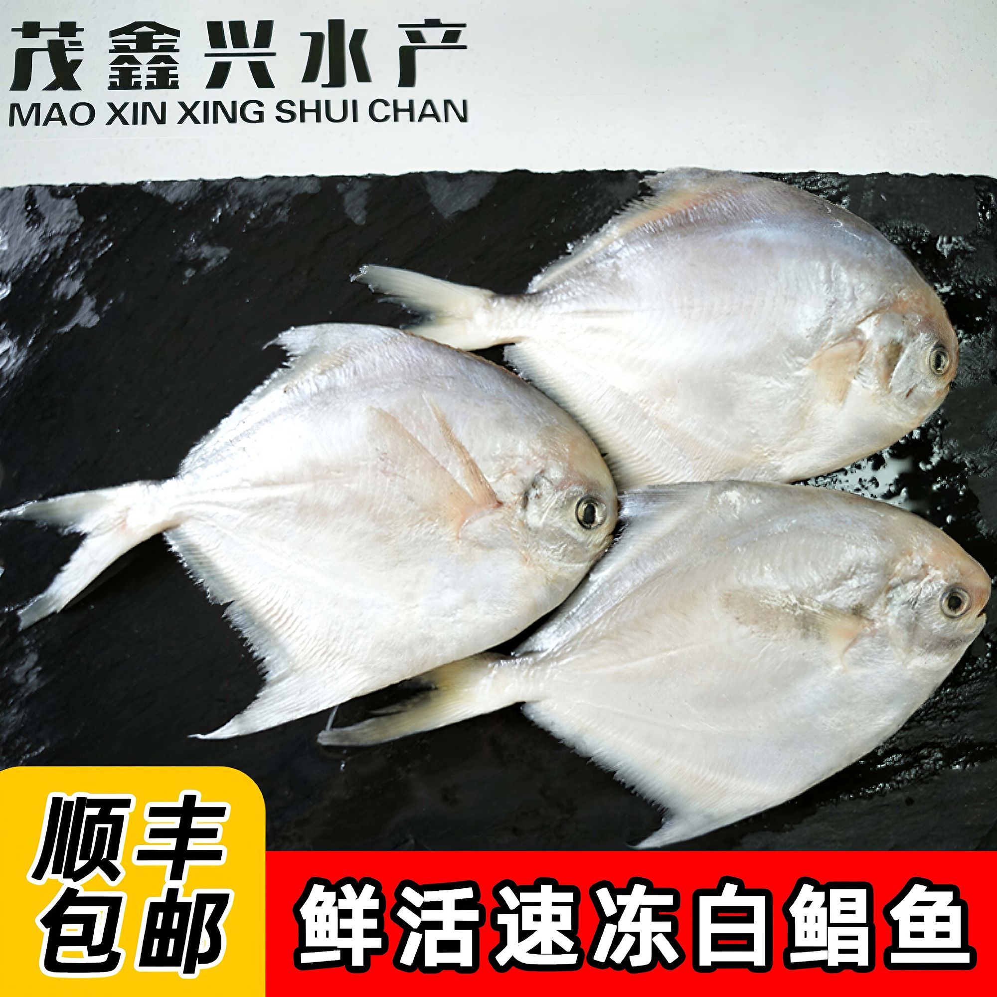 小白鲳鱼海捕海鲜大号新鲜扁鱼海鱼鲜活冷冻顺丰冷链包邮
