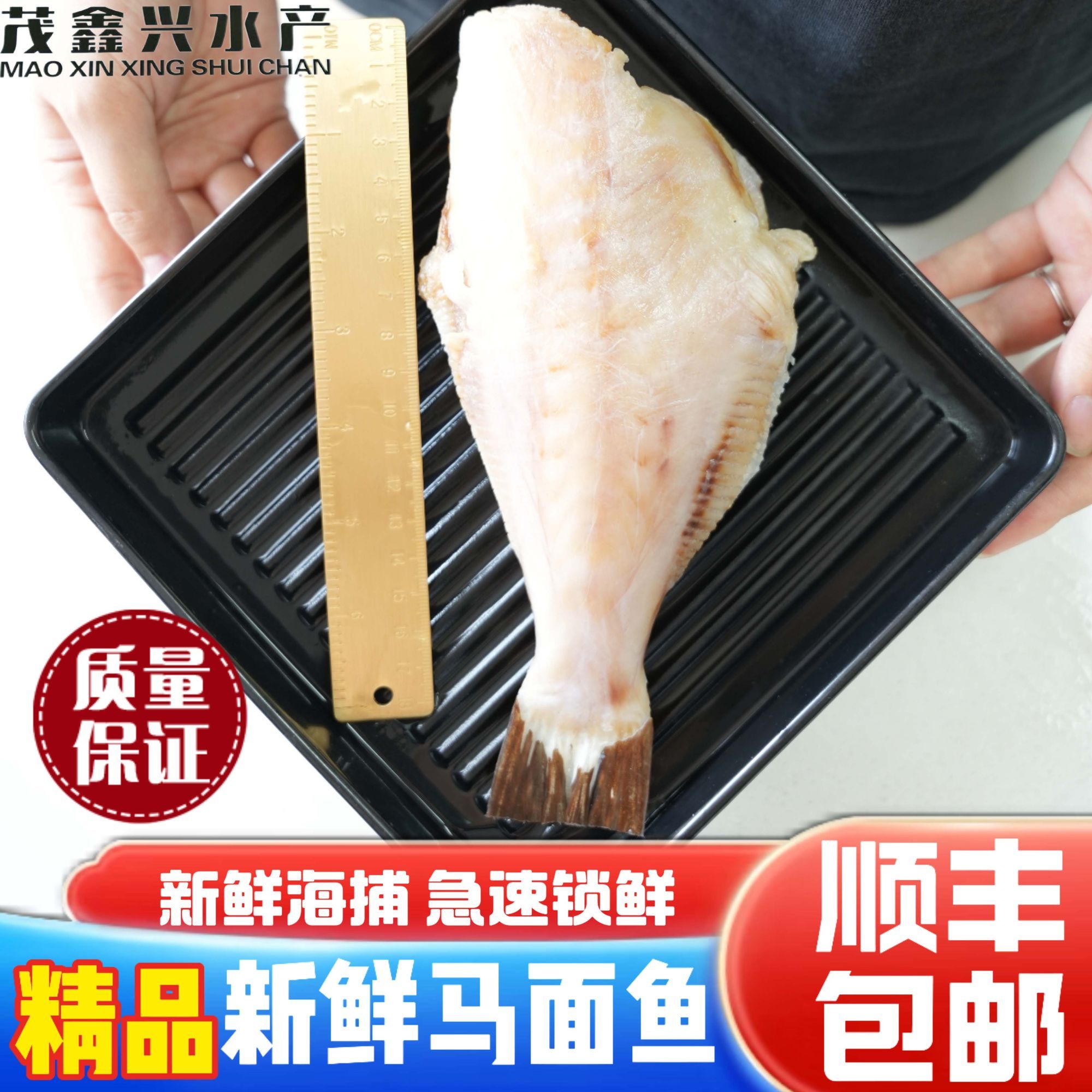 大号新鲜精品耗儿鱼去皮去内脏马面鱼大号海鲜剥皮扒皮鱼冷冻火锅