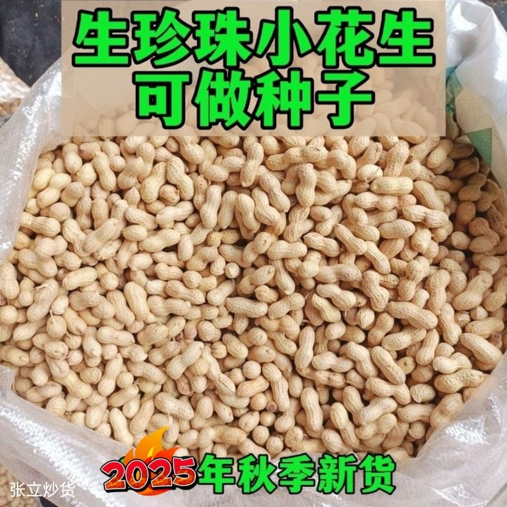 25年锦州当季珍珠小花生带壳新鲜薄皮批发