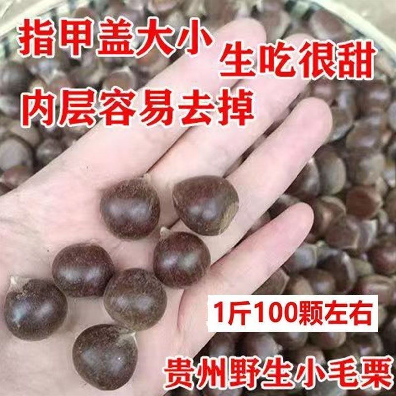 【野生】贵州新鲜小毛栗毛锥子毛栗子圆锥子锥栗小板栗生圆毛栗