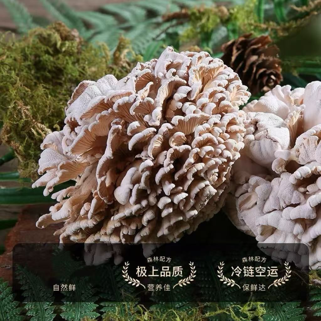 【顺丰发货】云贵高原当季新鲜白参菌现摘现发鸡冠菌新鲜菌菇