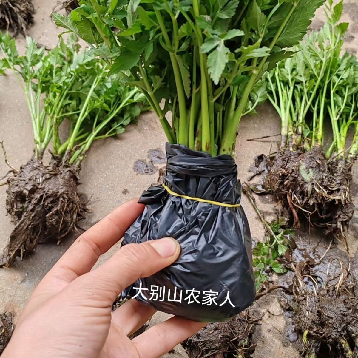 水芹菜苗秧苗