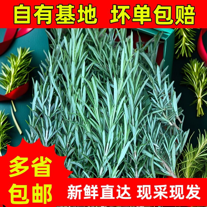 新鲜迷迭香枝条煎牛排调料香料食用装饰摆盘烧烤气泡水马鞭草酮