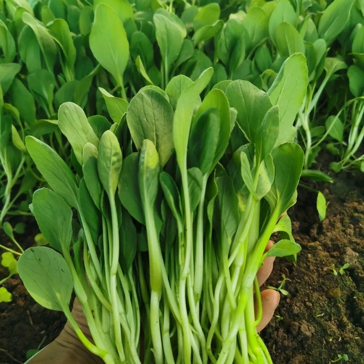 新鲜鸡毛菜小青菜毛毛菜嫩叶菜宝宝辅食四季绿叶菜鸡毛菜新鲜现摘