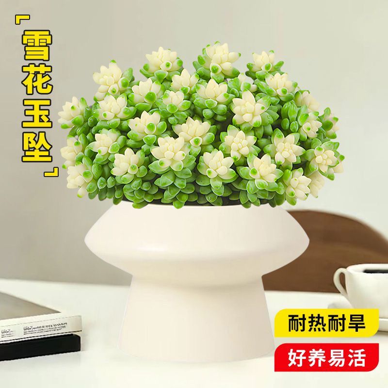 雪花玉坠锦多肉植物室内桌面好养活多肉盆栽绿植花卉桌面精品肉肉