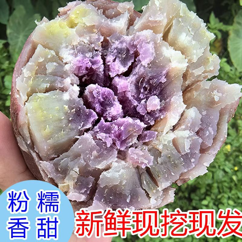 广东茂名冰淇淋红薯现挖紫心香甜地瓜正宗一点红紫心薯农家现挖10
