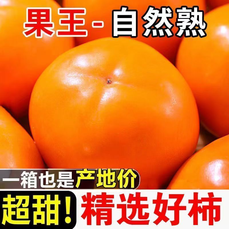 【自然熟】脆甜柿子正宗巧克力脆柿子黄柿生吃硬柿子现摘应季水果