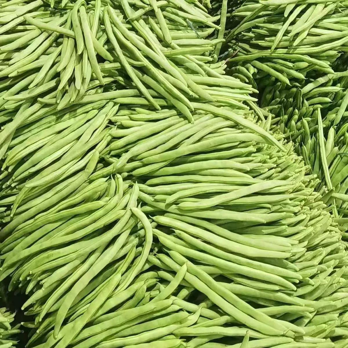 四季豆云南小金农家高山露天现发芸豆现摘豆角筋豆新鲜蔬菜整箱