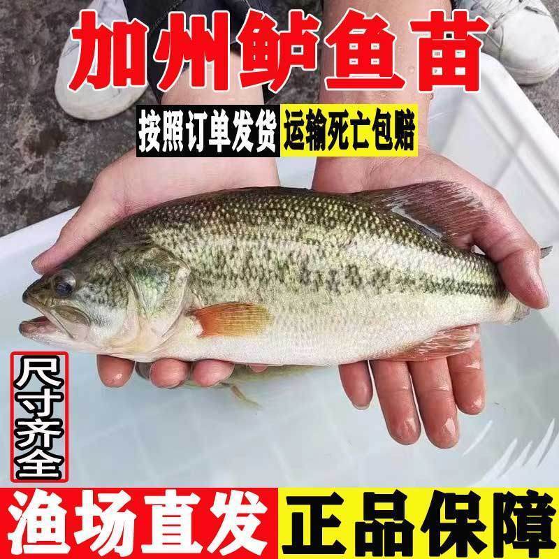 加州鲈鱼苗 大口黑鲈淡水养殖食用鱼苗