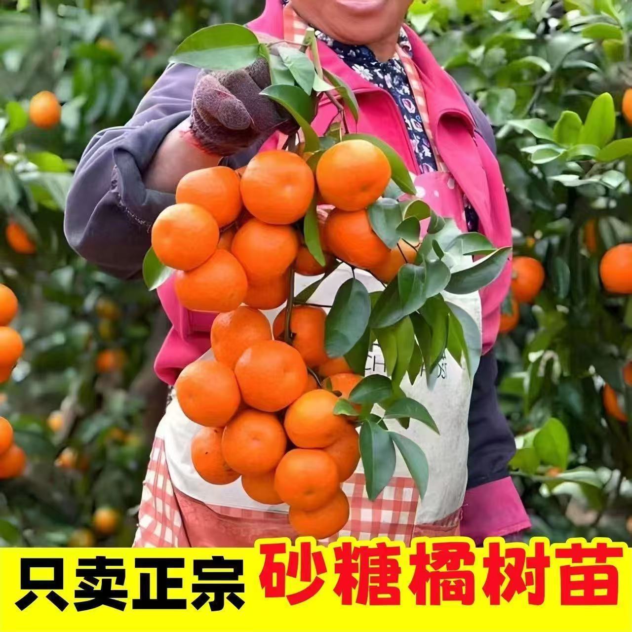 正宗砂糖桔树苗轻松促成超高甜度盆栽地栽阳台南北方种植当年结果