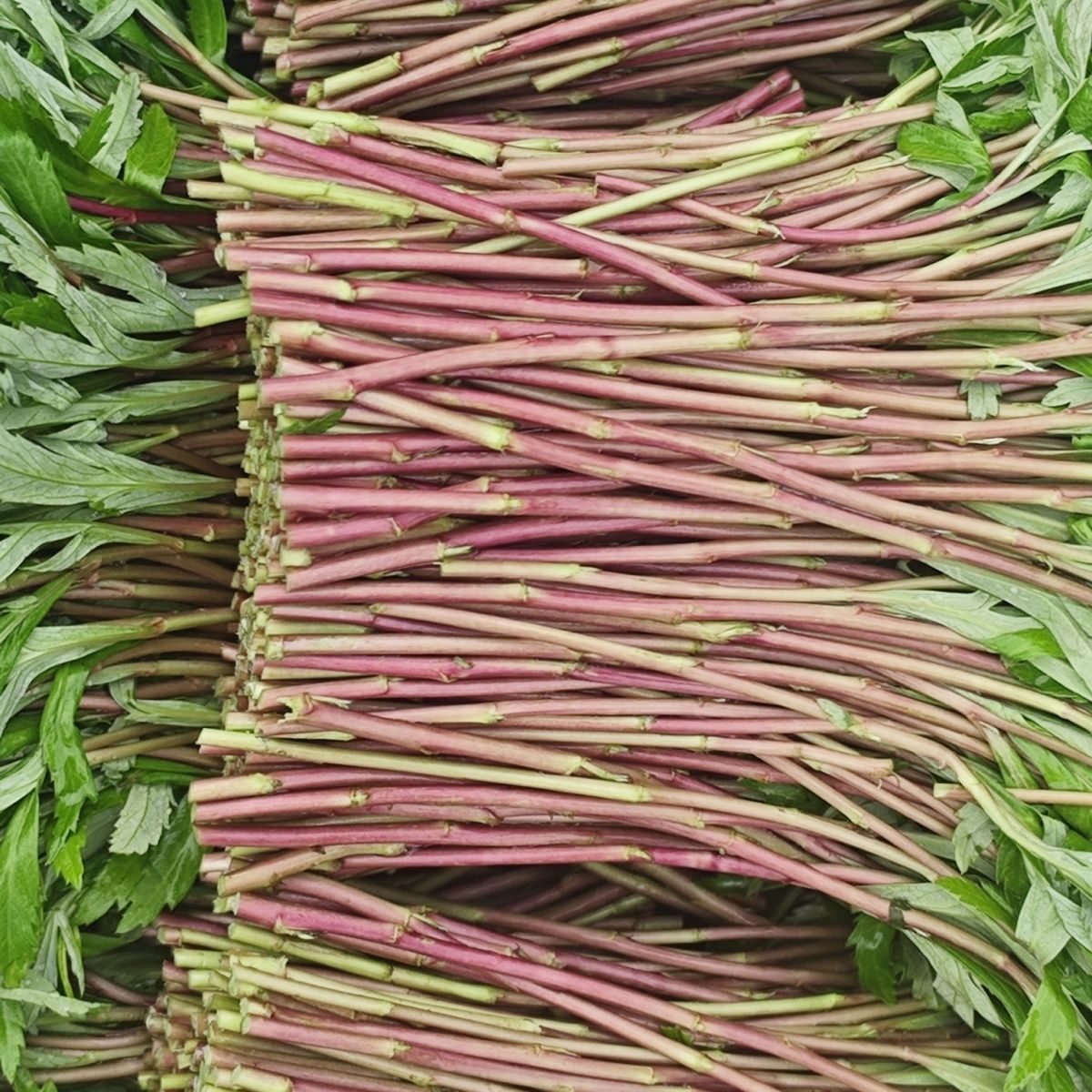 新鲜现摘红芦蒿八卦洲黎蒿野生鲜红顺丰南京农家特产自种蔬菜藜蒿