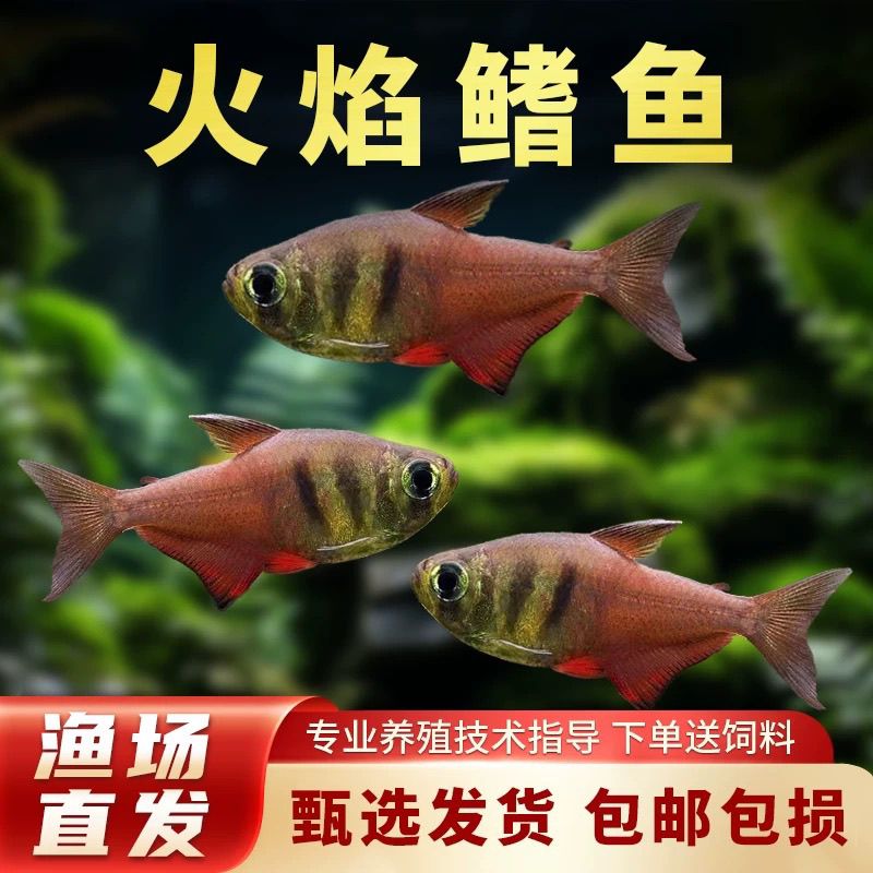火焰鳍旗鱼南美火焰裙脂鲤鱼热带观赏鱼小型鱼扯旗草缸群游扯旗鱼