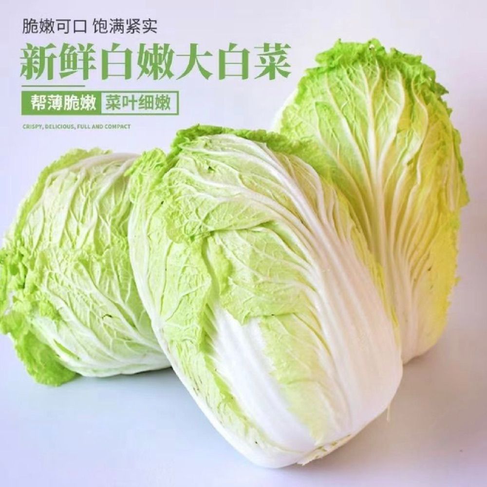 山西运城大白菜农家酸菜自种新鲜蔬菜辣白菜黄心冬储可做泡菜