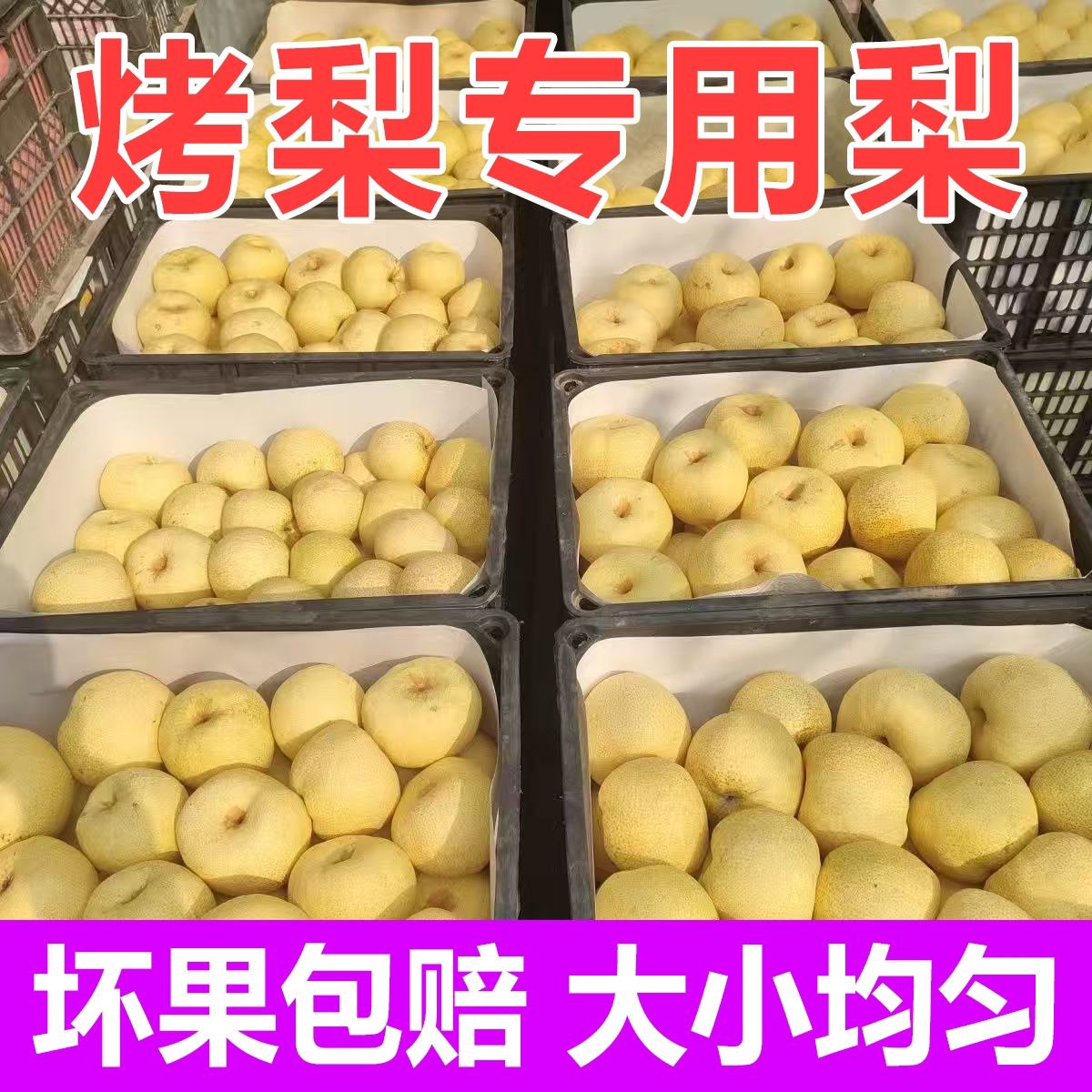 梨子砀山酥梨批发小梨子水果当季正宗砀山梨大小均匀烤梨专用梨子
