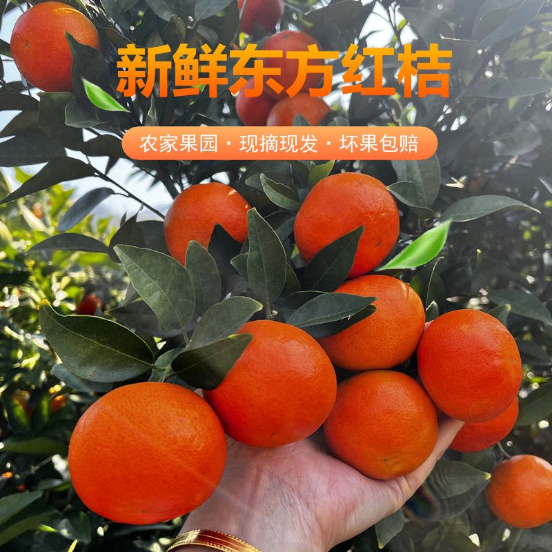 广西桂林东方红橘 现摘现发脆甜多汁应季孕妇水果红橘薄皮桔子