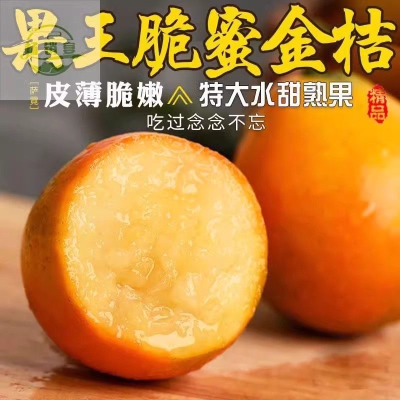 【脆蜜金柑】融安脆蜜金桔三代无籽无核金桔现摘新鲜金桔特大大果