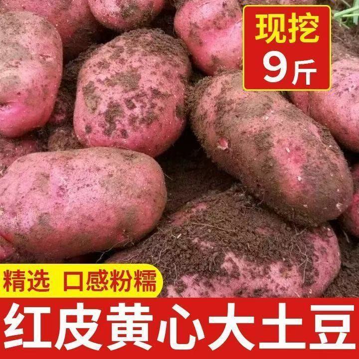 【新人特价】山西岚县红皮黄心土豆新鲜现挖农家自种马铃薯9斤