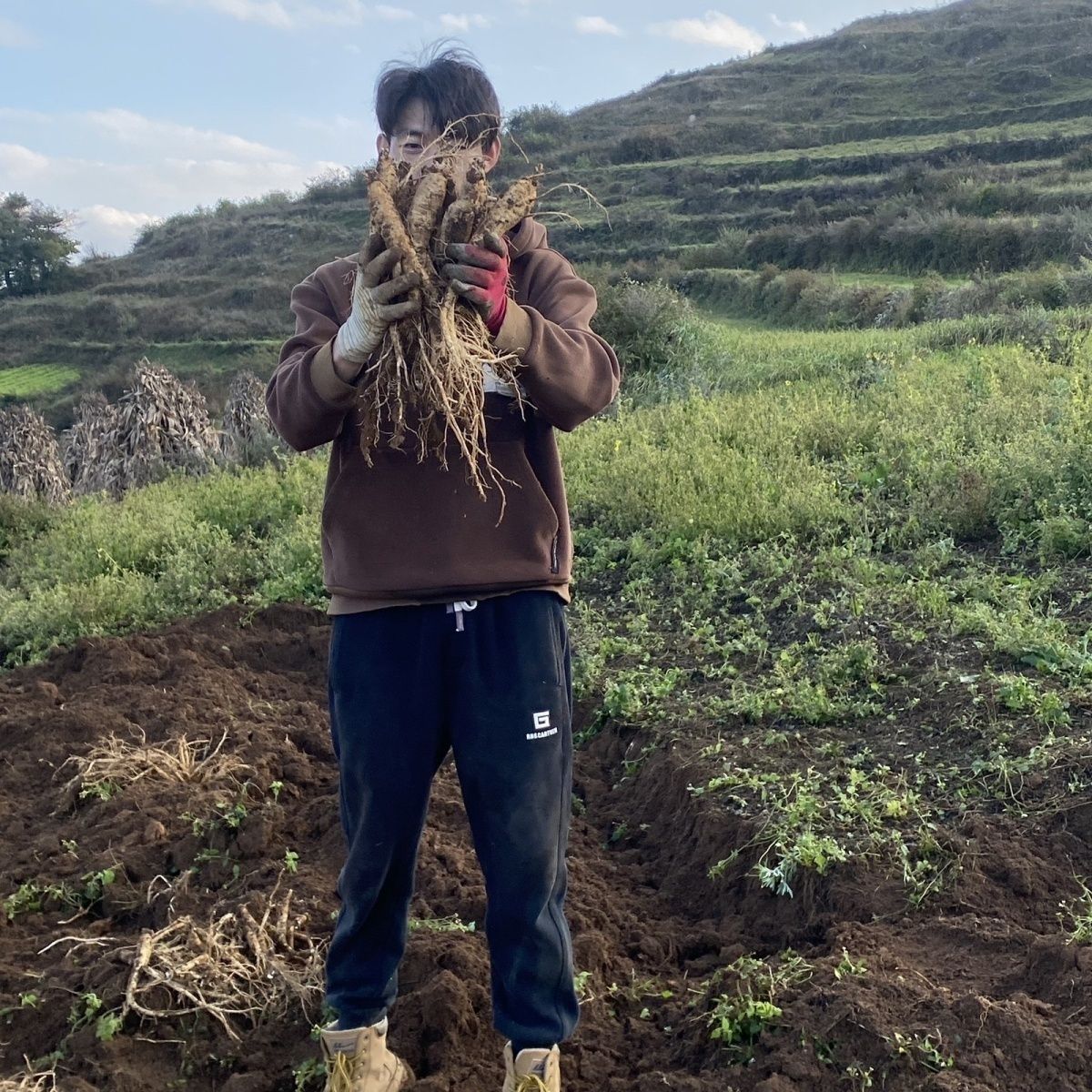 鲜党参:现挖鲜活党参:传统滋补品农家现挖党参煲汤鲜活新鲜500g