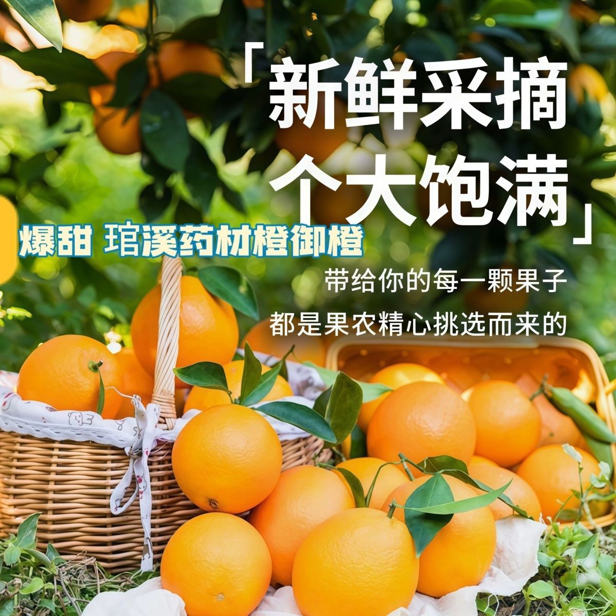 福建平和琯溪纯甜药材橙御橙无籽当季新鲜水果橙子