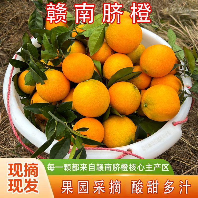 赣南脐橙新鲜橙子脐橙江西现摘荷尔当季水果正宗整箱孕妇应季薄皮