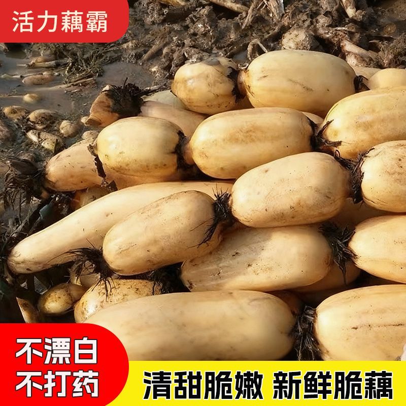 现挖现发脆藕!0 添加剂真空包装 应季大果脆嫩多汁 超市同款直达