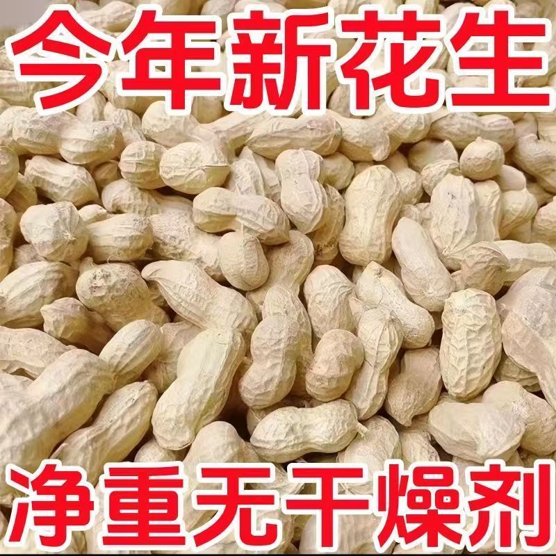 地头价】当季晒干花生大颗粒白沙花生带壳花生粉皮花生榨油生花生