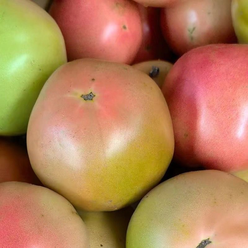 云南高山红番茄露天种植自然成熟纯天然沙瓤