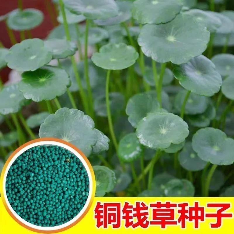 铜钱草金钱草水养种籽水培土培花种子超级大号四季庭院阳台盆栽种