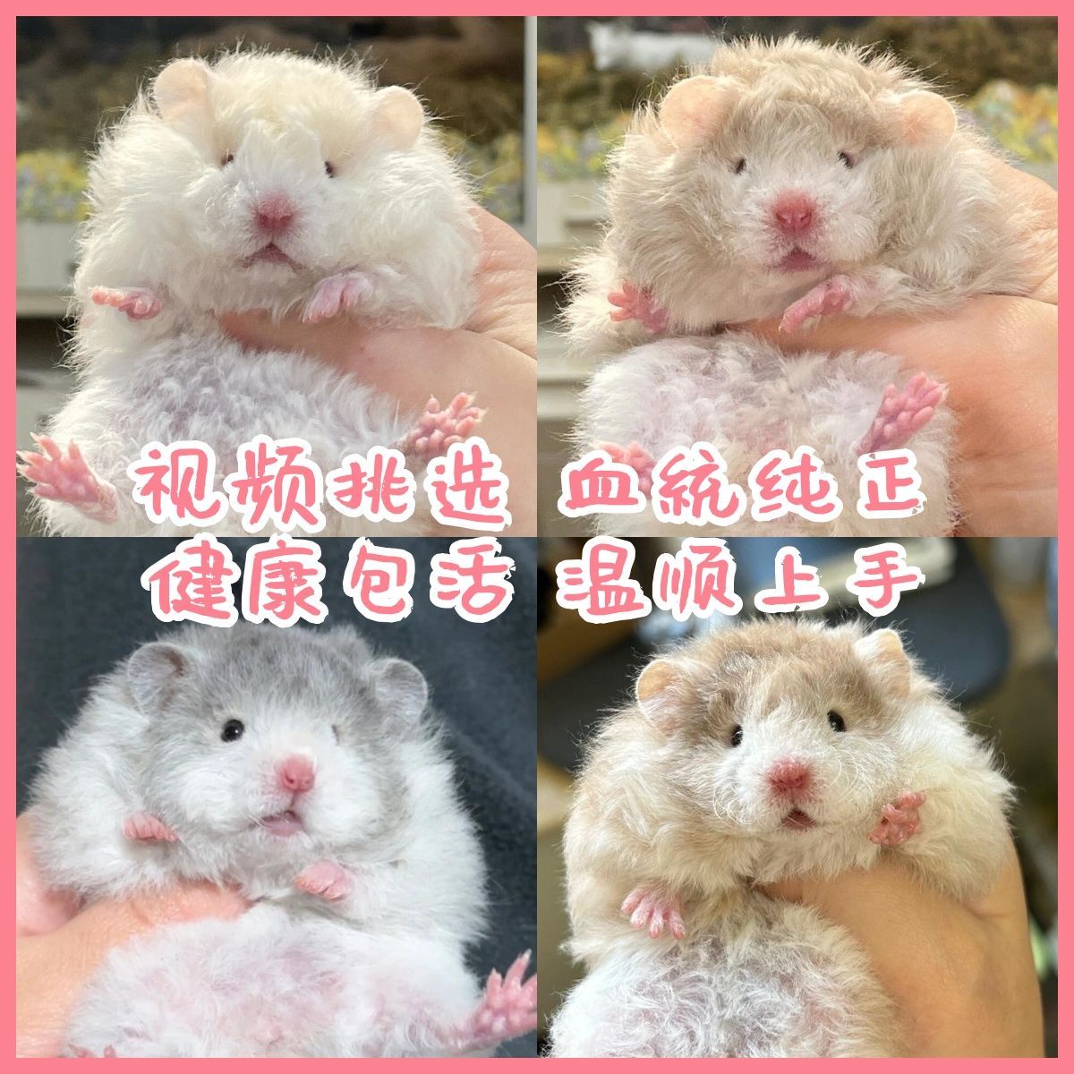 家养长毛波利金丝熊活物仓鼠稀有卷毛黑火蜜波利鸽灰肉桂仓鼠