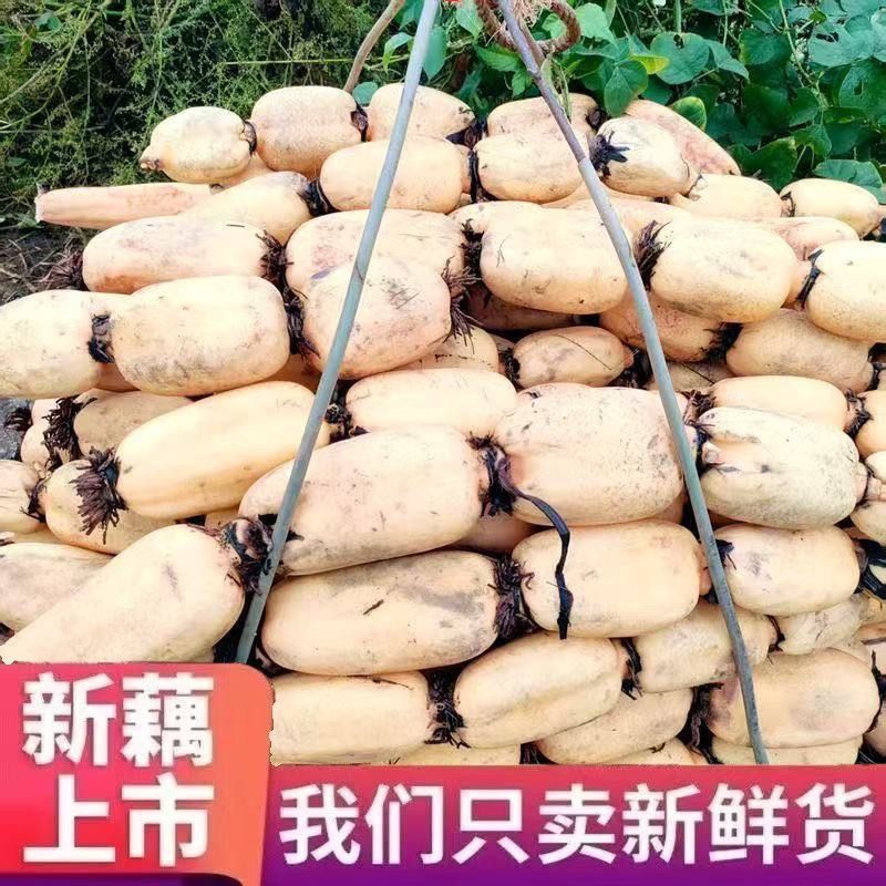 便宜脆藕新鲜应季蔬菜现挖脆嫩莲藕新鲜大个莲藕火锅蔬菜食材生