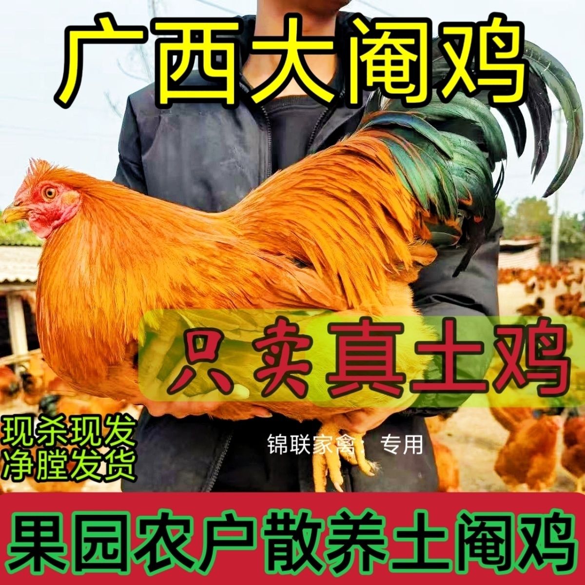 新鲜宰杀正宗广西玉米阉鸡土鸡清远鸡安铺阉鸡白切鸡果园散养