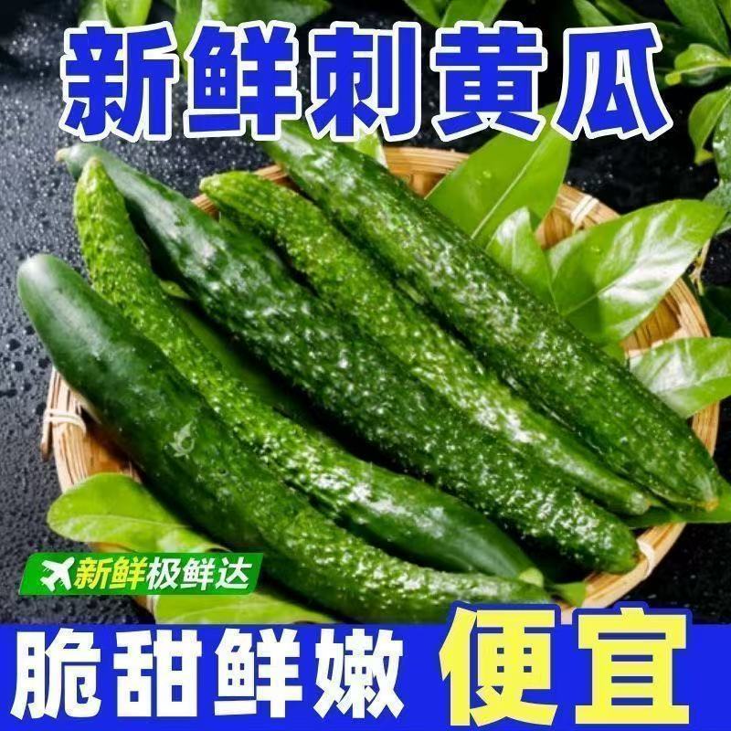 云南新鲜现摘黄瓜现发应季带刺生吃凉拌刺黄瓜净重5斤火锅蔬菜