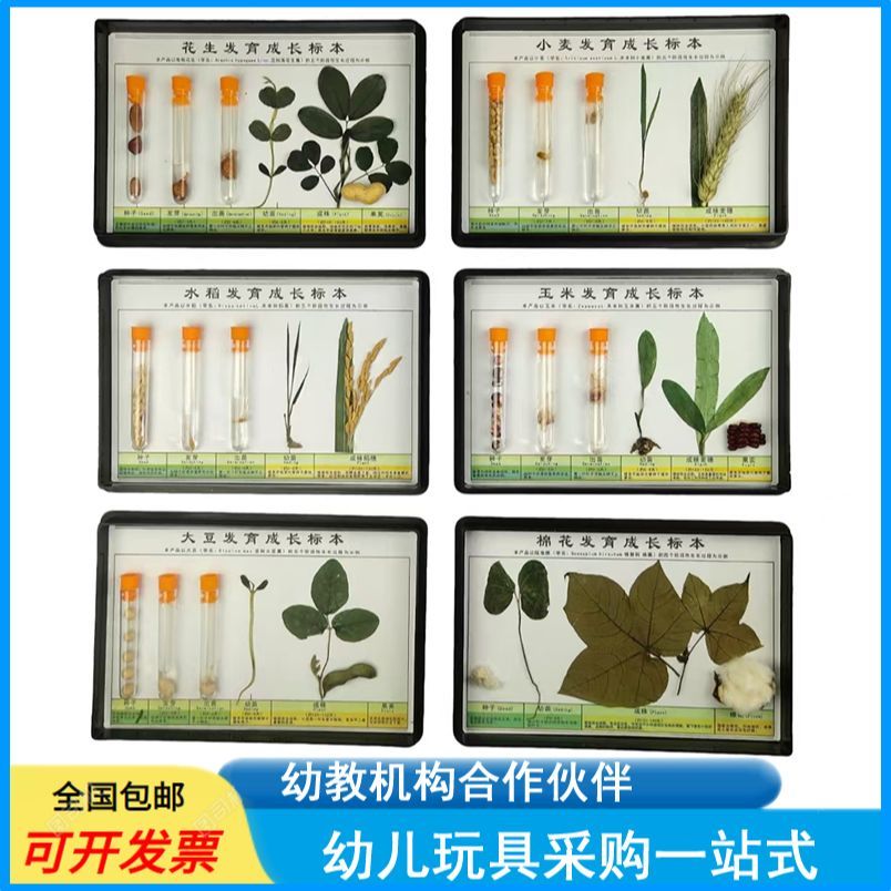 幼儿园教学动植物标本水稻发育成长种子果实玉米大豆棉花小麦花生