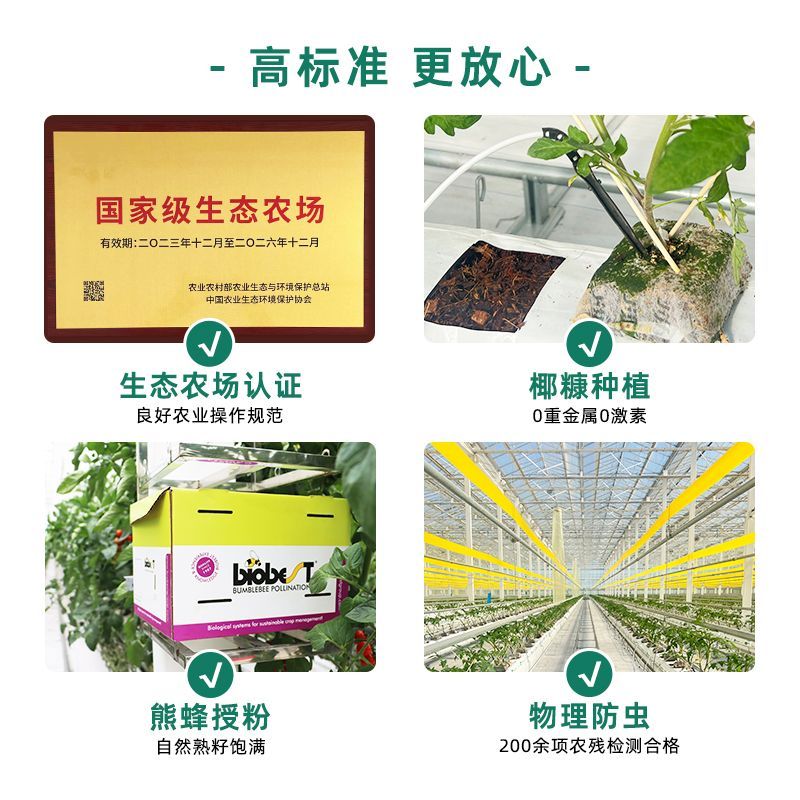 【知翠】串收樱桃小番茄1kg装生吃一串红小西红柿新鲜现摘顺丰 图片 6