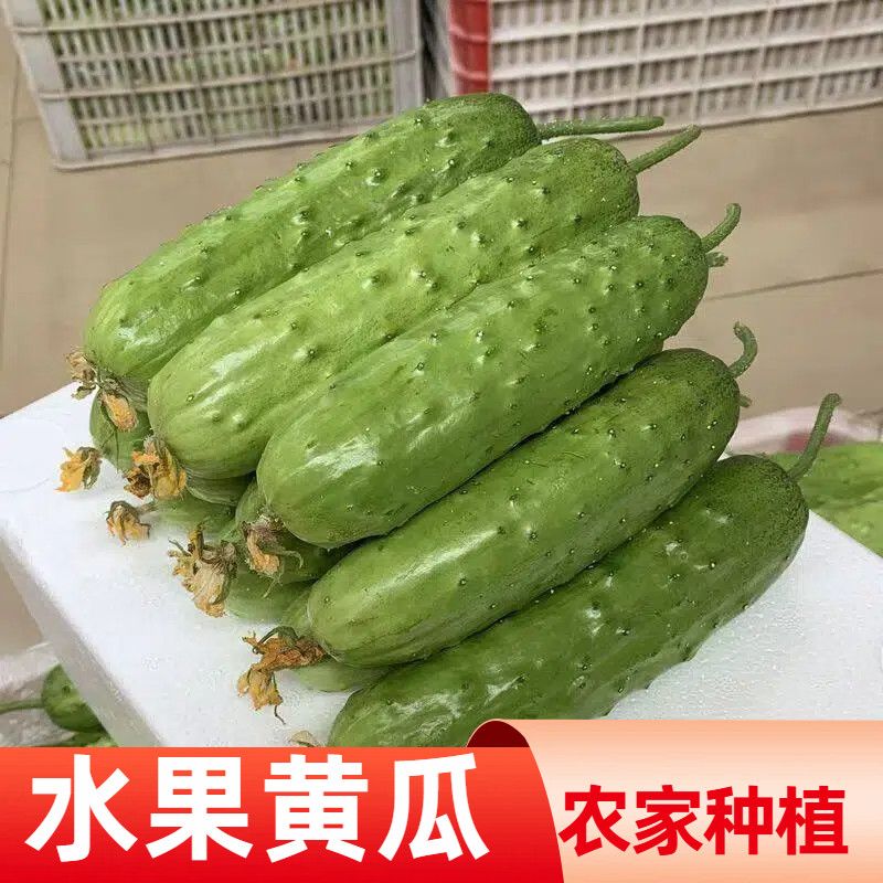 新鲜旱黄瓜正宗东北水果旱黄瓜农家种植产地直发生吃凉拌蘸酱脆嫩