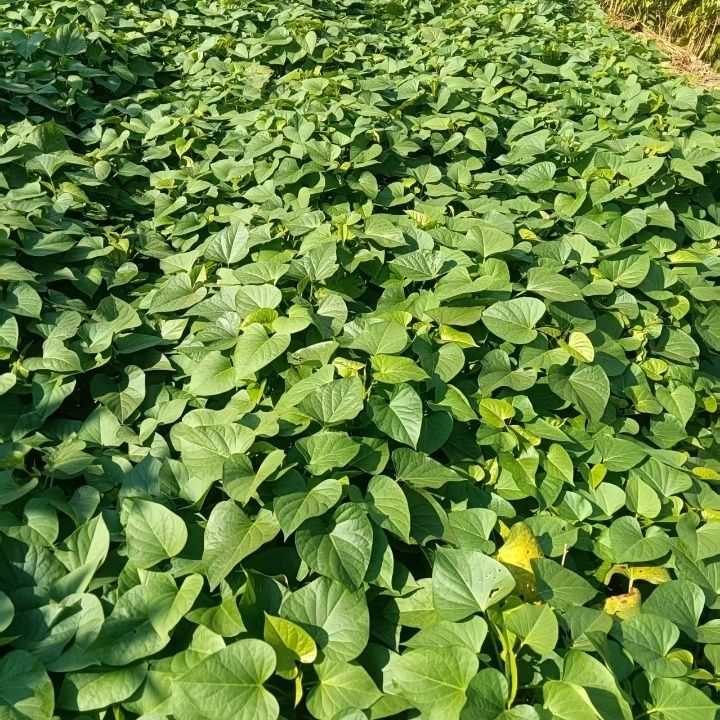 专吃叶五叉分叉快番薯苗福薯圆叶爬藤快阳台花盆一次种植摘后重生 图片 6