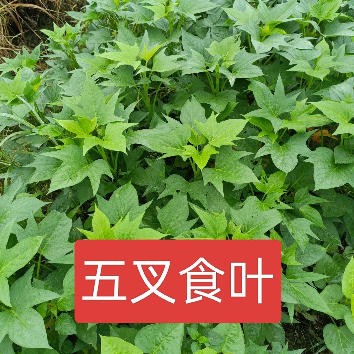 专吃叶五叉分叉快番薯苗福薯圆叶爬藤快阳台花盆一次种植摘后重生