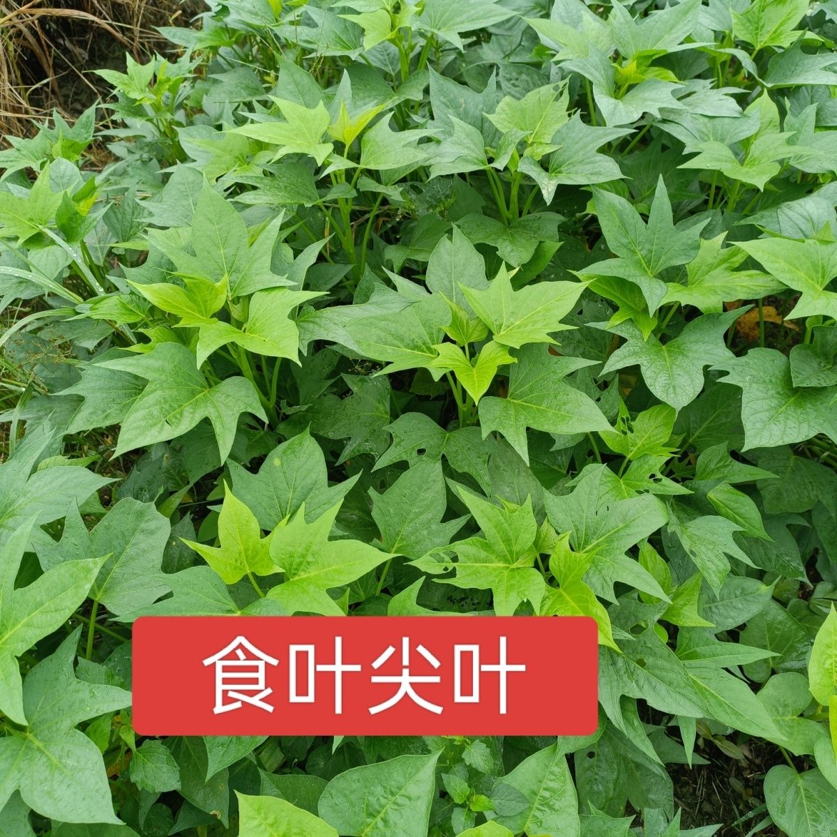 专吃叶五叉分叉快番薯苗福薯圆叶爬藤快阳台花盆一次种植摘后重生 图片 3